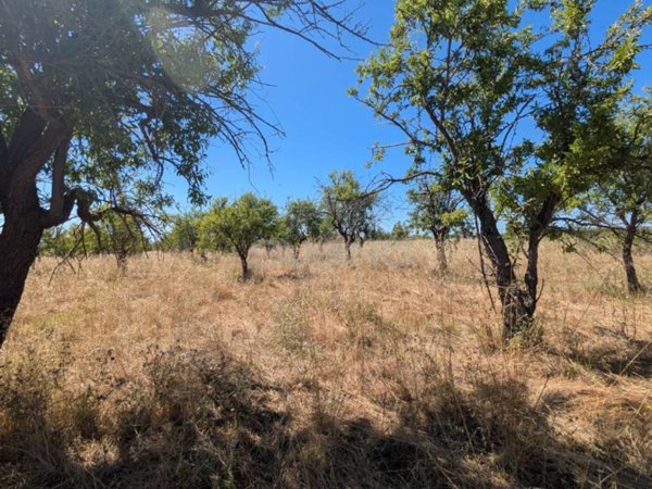 terreno agricolo in vendita ad Avola