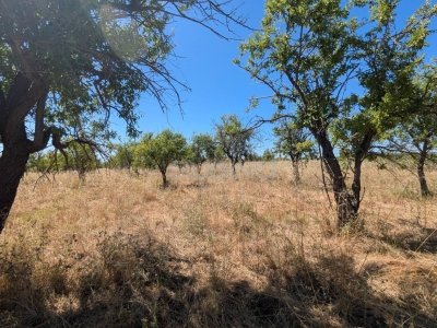 terreno agricolo in vendita ad Avola