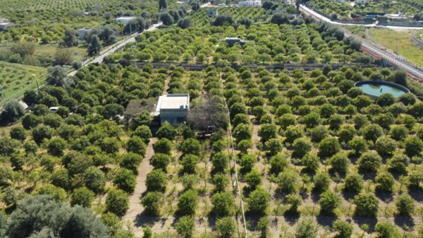 terreno agricolo in vendita ad Avola