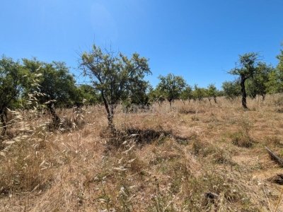 terreno agricolo in vendita ad Avola