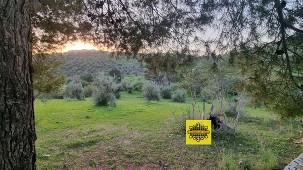 negozio in vendita ad Avola