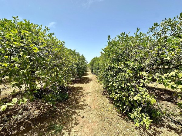 terreno agricolo in vendita ad Avola