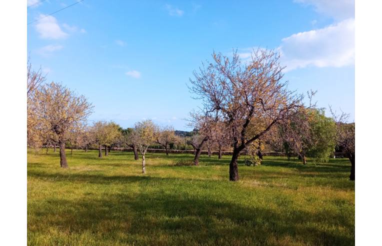 terreno agricolo in vendita ad Avola