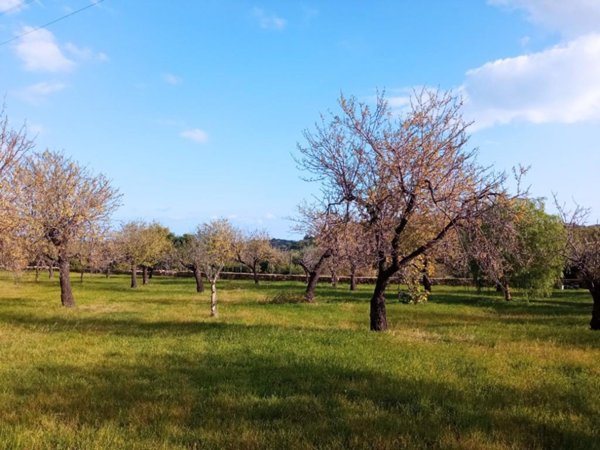 terreno agricolo in vendita ad Avola