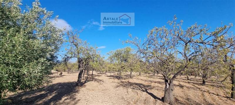 terreno agricolo in vendita ad Avola