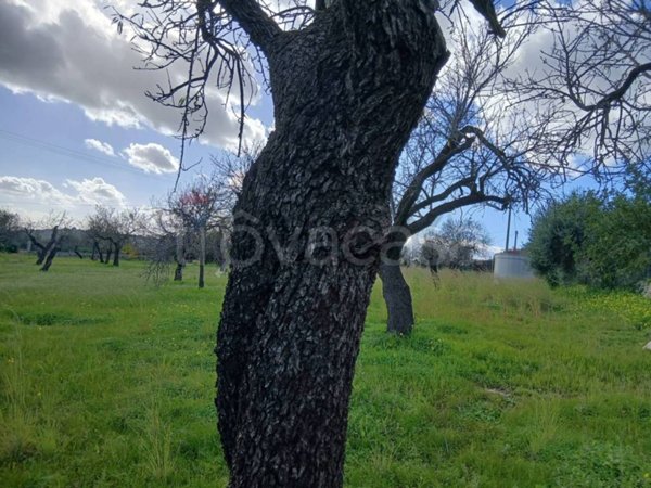terreno agricolo in vendita ad Avola