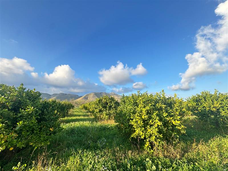 terreno agricolo in vendita ad Avola