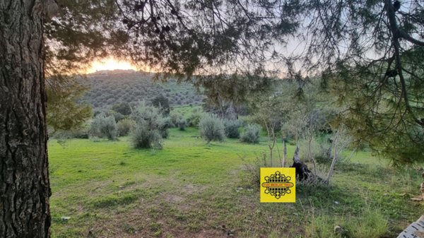terreno agricolo in vendita ad Avola