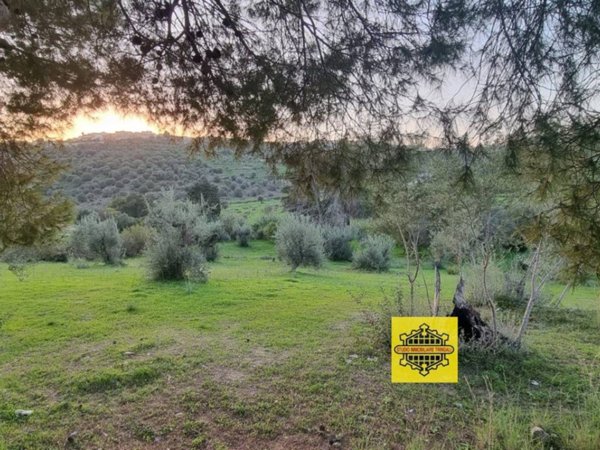 terreno agricolo in vendita ad Avola