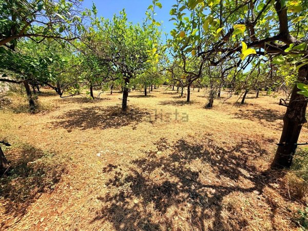 terreno agricolo in vendita ad Avola in zona Gallina