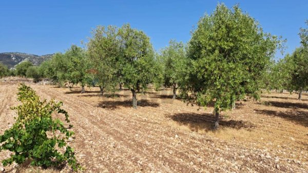 terreno agricolo in vendita a Buccheri