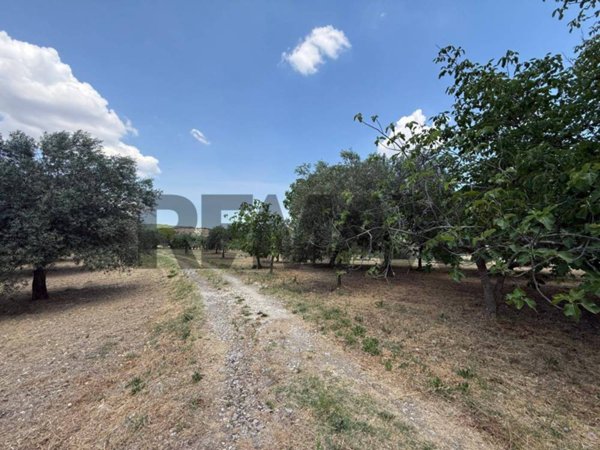 terreno agricolo in vendita a Buccheri