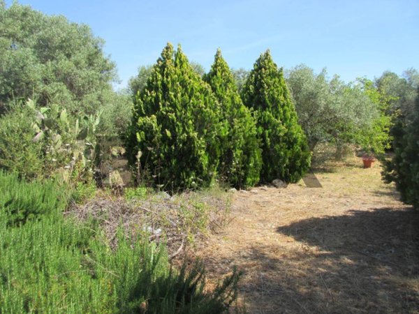 terreno agricolo in vendita a Buccheri