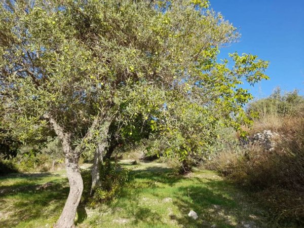 terreno agricolo in vendita a Buscemi