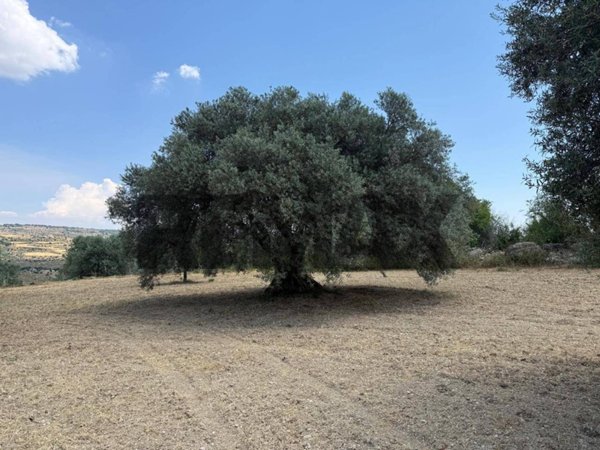 terreno agricolo in vendita a Buscemi