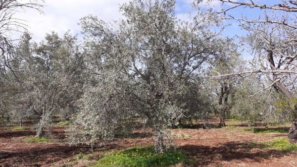 casa indipendente in vendita a Canicattini Bagni