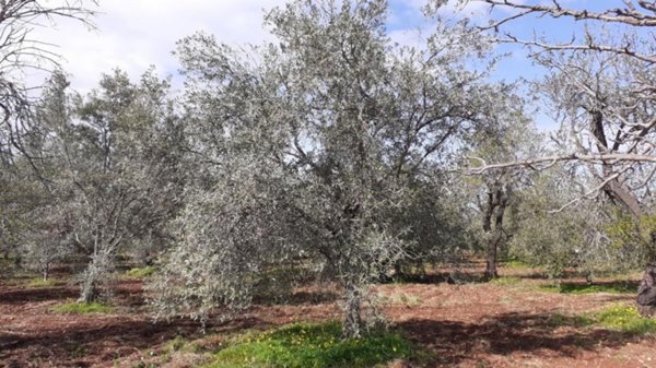 casa indipendente in vendita a Canicattini Bagni