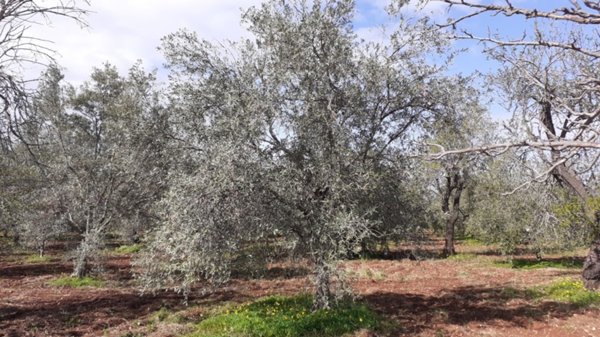 casa indipendente in vendita a Canicattini Bagni