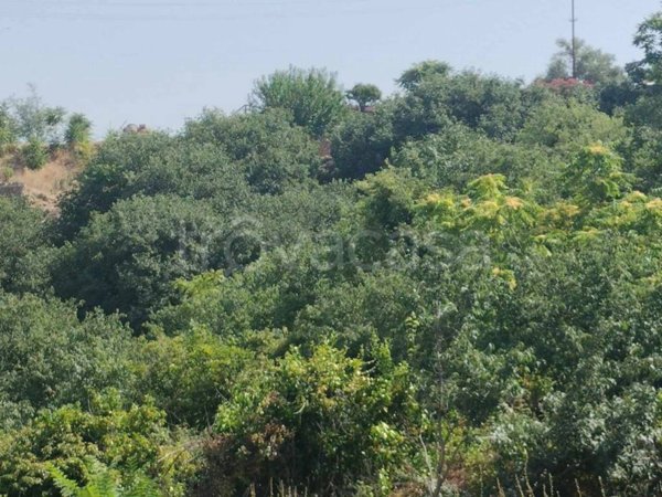 terreno agricolo in vendita a Carlentini