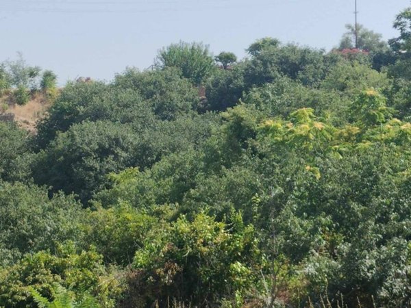 terreno agricolo in vendita a Carlentini