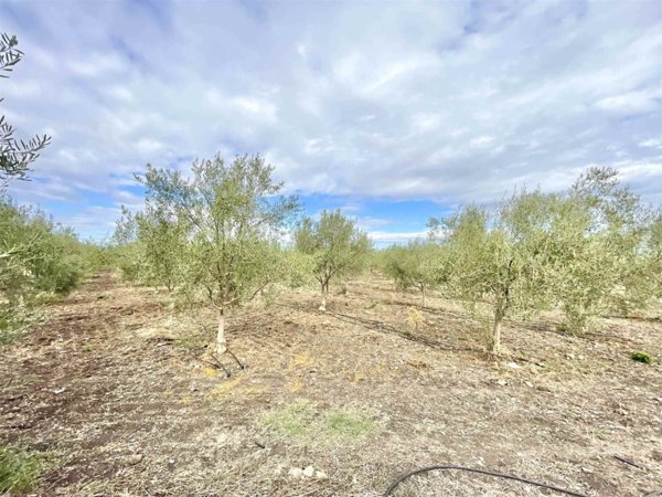 terreno agricolo in vendita a Carlentini in zona Pedagaggi