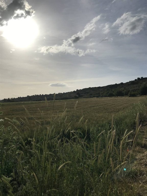 terreno agricolo in vendita a Carlentini in zona Pedagaggi