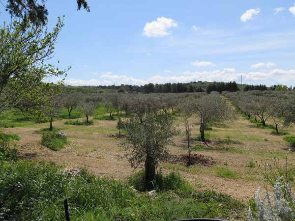 azienda agricola in vendita a Cassaro