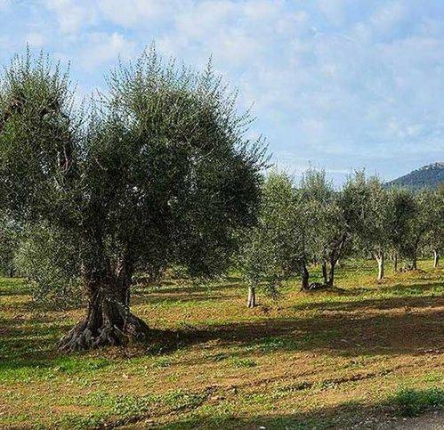 terreno agricolo in vendita a Floridia