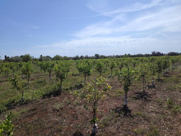 azienda agricola in vendita a Floridia