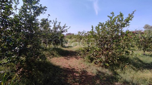 terreno agricolo in vendita a Floridia
