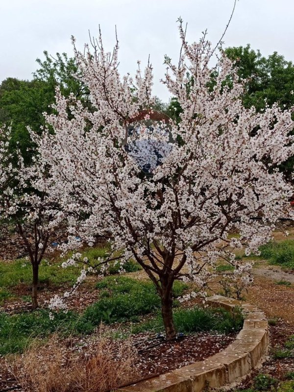 terreno agricolo in vendita a Floridia