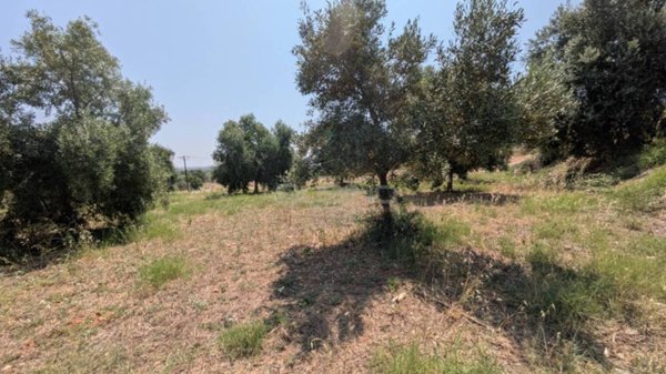 terreno agricolo in vendita a Floridia