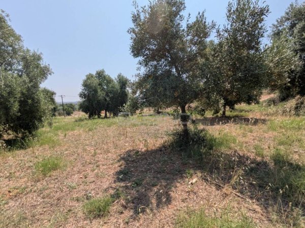 terreno agricolo in vendita a Floridia