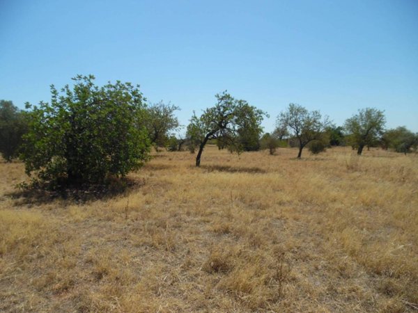 terreno agricolo in vendita a Floridia