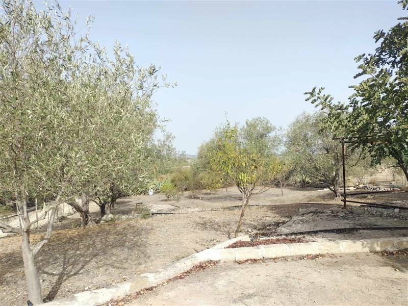 terreno agricolo in vendita a Francofonte