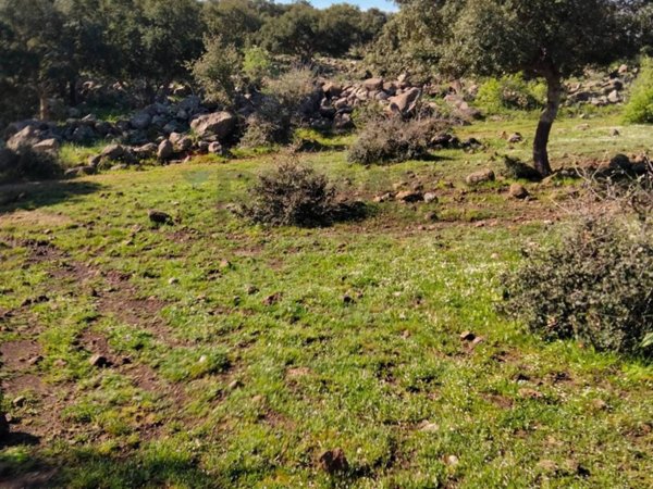 terreno agricolo in vendita a Francofonte