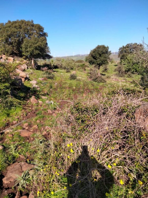 terreno agricolo in vendita a Francofonte