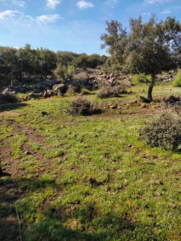 terreno agricolo in vendita a Francofonte