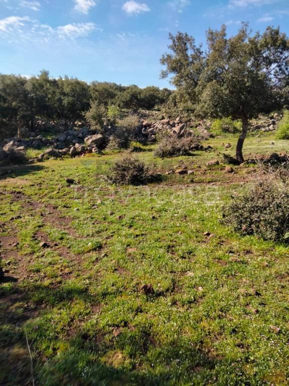 terreno agricolo in vendita a Francofonte