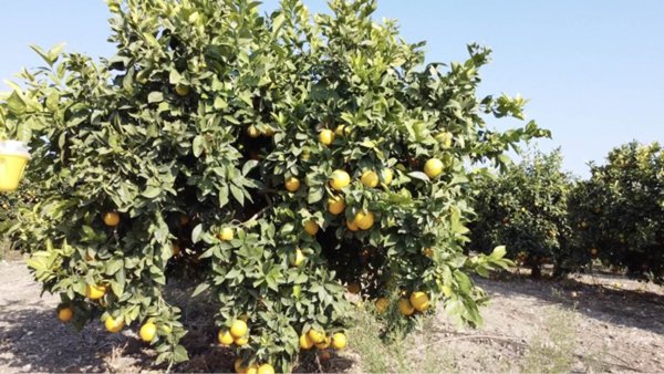 terreno agricolo in vendita a Lentini