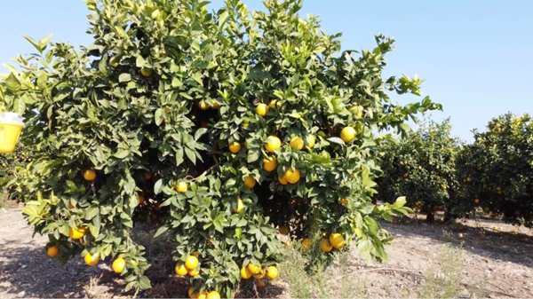 terreno agricolo in vendita a Lentini
