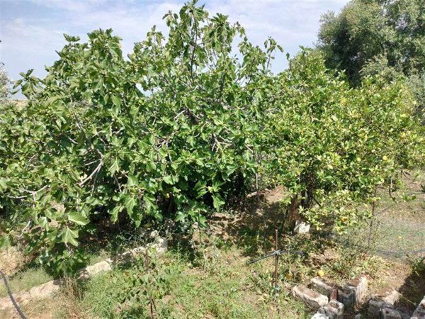 casa indipendente in vendita a Lentini