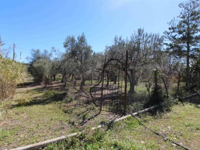 terreno agricolo in vendita a Lentini