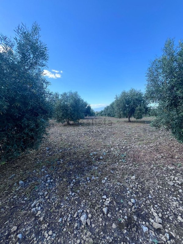 terreno agricolo in vendita a Lentini