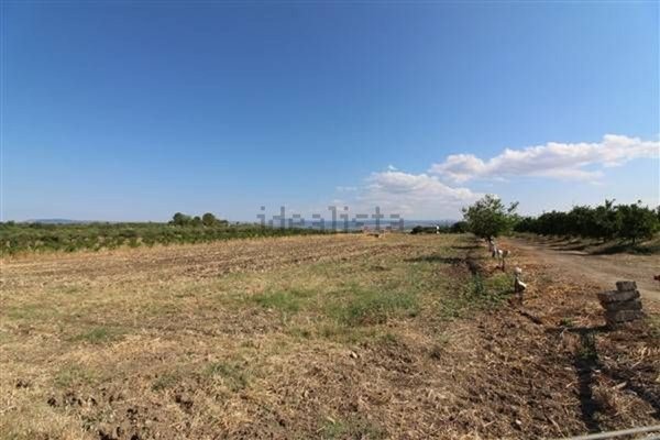 terreno agricolo in vendita a Lentini