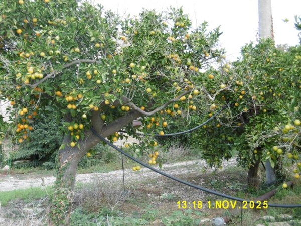 azienda agricola in vendita a Lentini