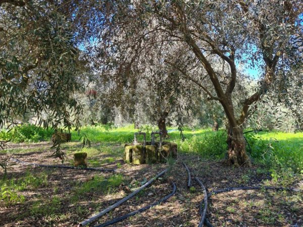 terreno agricolo in vendita a Lentini