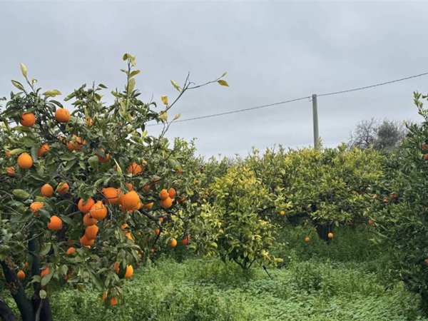 terreno agricolo in vendita a Lentini