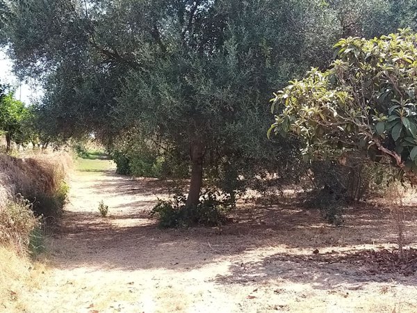 terreno agricolo in vendita a Lentini