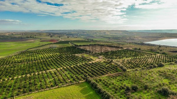 terreno agricolo in vendita a Lentini